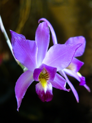 Orchidaceae