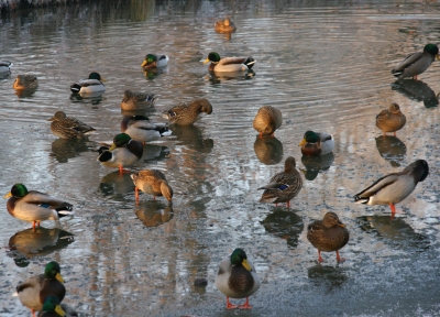 Enten auf Wassereis :-)