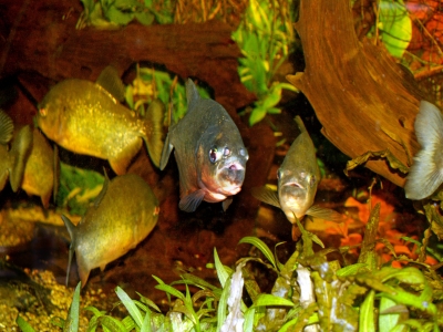 ::Piranhas