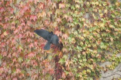 Vogel landet auf Blätterwald