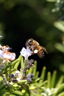 Fleissiges Bienchen