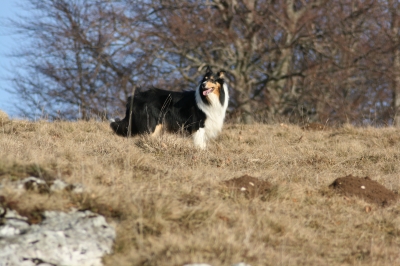 Collie8