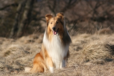 Collie12