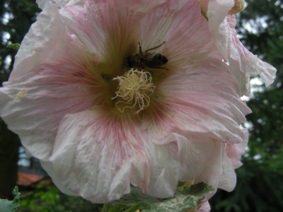 Stockrose, Alcea rosea, mit Biene