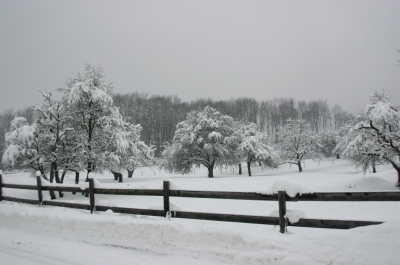 Winter im Obstgarten