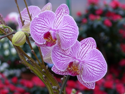 "Orchideen-Arrangement"