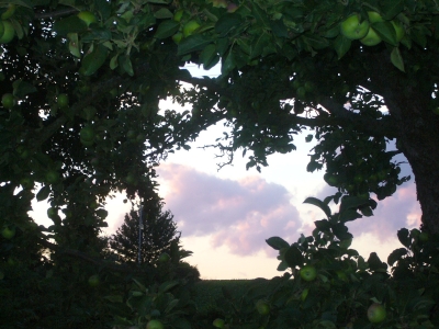 Apfelbaum und Wolken