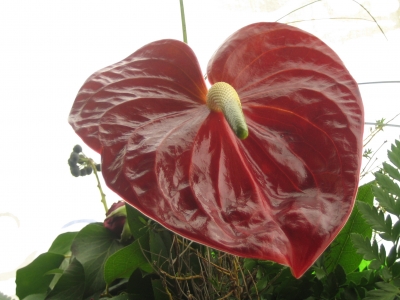 Rote Blume1