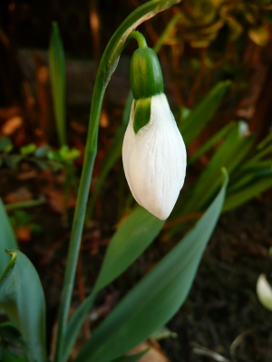 Schneeglöckchen