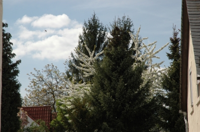 flowering tree