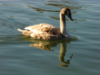 Ein grauer Schwan auf dem Main