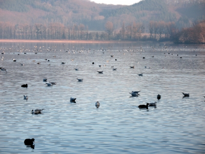 Maria Laach Vögel auf dem Laacher See