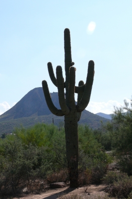 Kaktus in Arizona 1