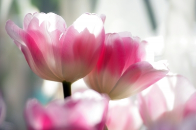 Tulpen im Gegenlicht