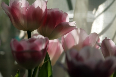 Tulpen in Gruppe