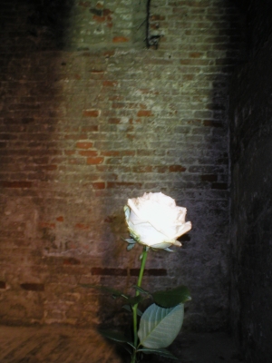 Rose im Bunker