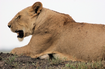 Gesichter Afrikas