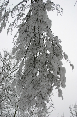 Ein verschneiter Zweig