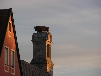 Storchennest in Höchstadt