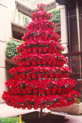 Weihnachtsstern-Weihnachtsbaum