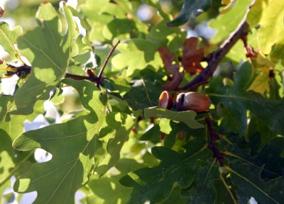 Eicheln am Baum