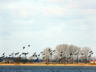 Gänse am Gülper See1