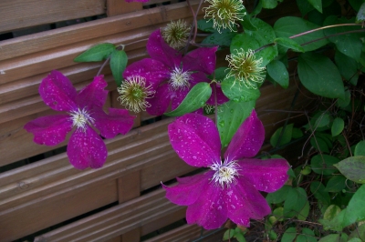 Rote Clematis