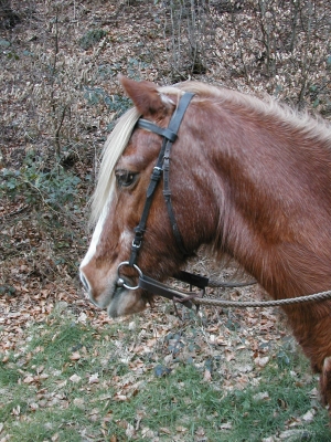 Pony Prinz