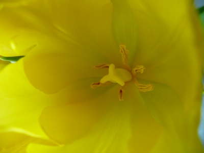 Gelbe Tulpe