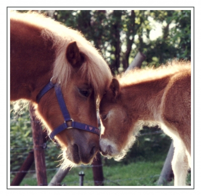 (Pferde)Liebe ist... (Ausschnitt)