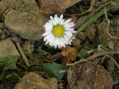 einsames gänseblümchen