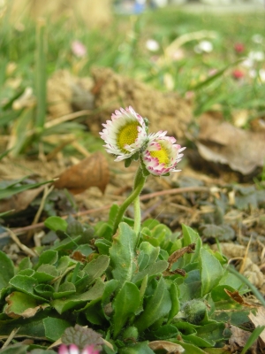 verliebte gänseblümchen?!