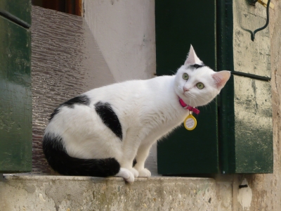 Venezianische Katze