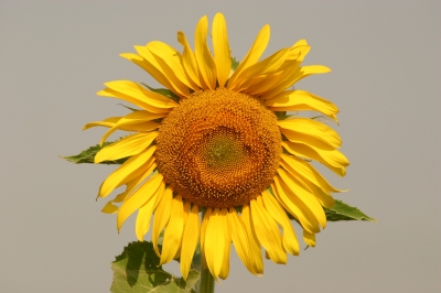 Sonnenblume