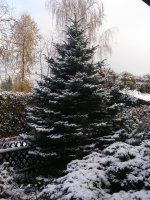 Schnee in Heßdorf