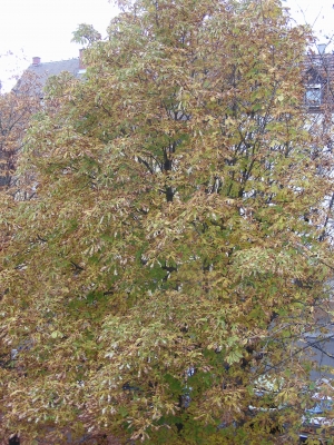 Kastanienbaum im Stühlinger