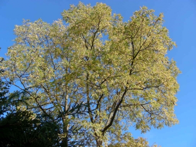 Laubbaum in Heßdorf