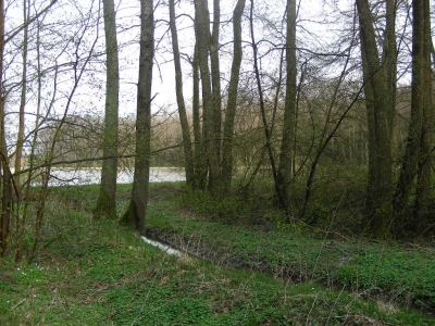 Waldsee bei Heßdorf