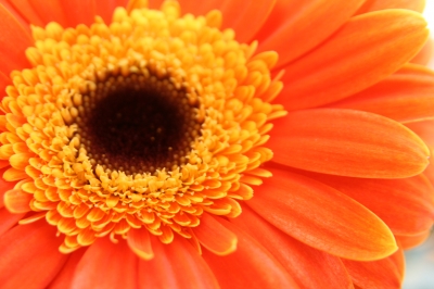 Gerbera 2