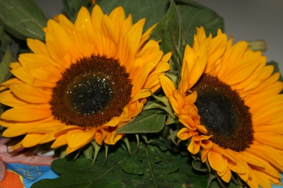 Sonnenblumen