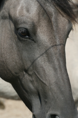 Pferd 3