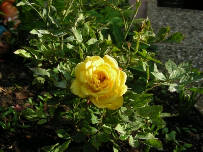 gelbe Rose in Heßdorf