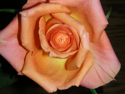 lachsfarbene Rose in Heßdorf