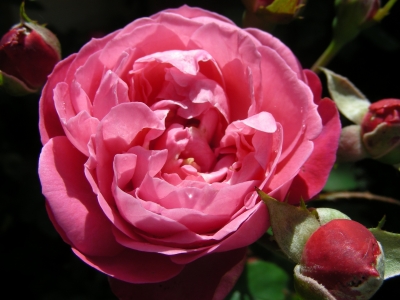 rötliche Rose in Heßdorf