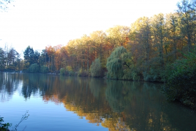 Waldsee