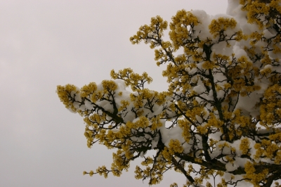 Schnee auf Blüten