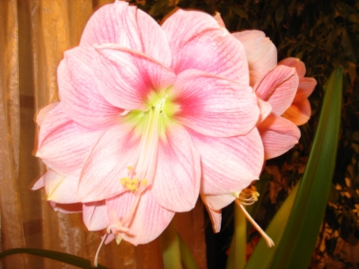 Amaryllis I