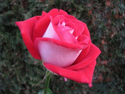 rote Rose -2