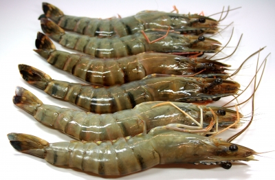 King Prawns 5