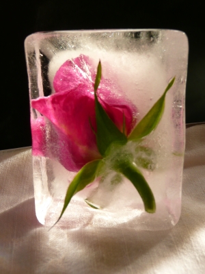 Rose im Eisblock